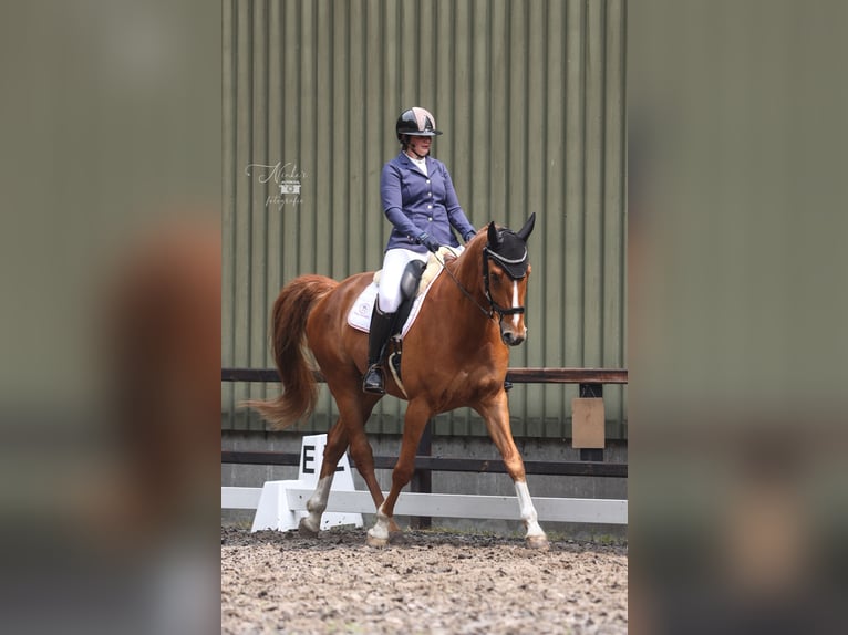 KWPN Wallach 10 Jahre 181 cm Fuchs in Anna Paulowna