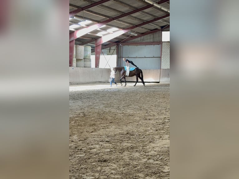 KWPN Wallach 10 Jahre 181 cm Rappe in Ausleben
