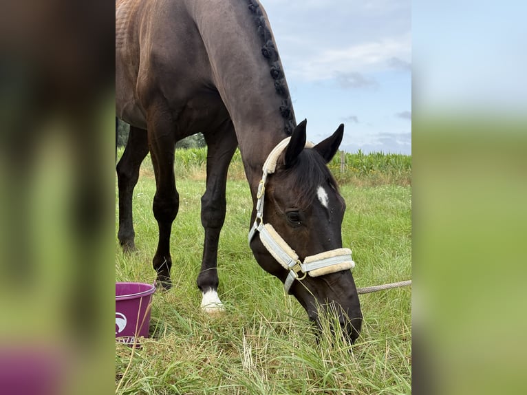 KWPN Wallach 10 Jahre 181 cm Rappe in Ausleben