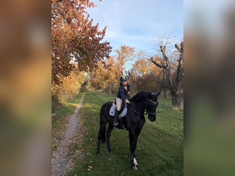 KWPN Wallach 10 Jahre 181 cm Rappe in Ausleben