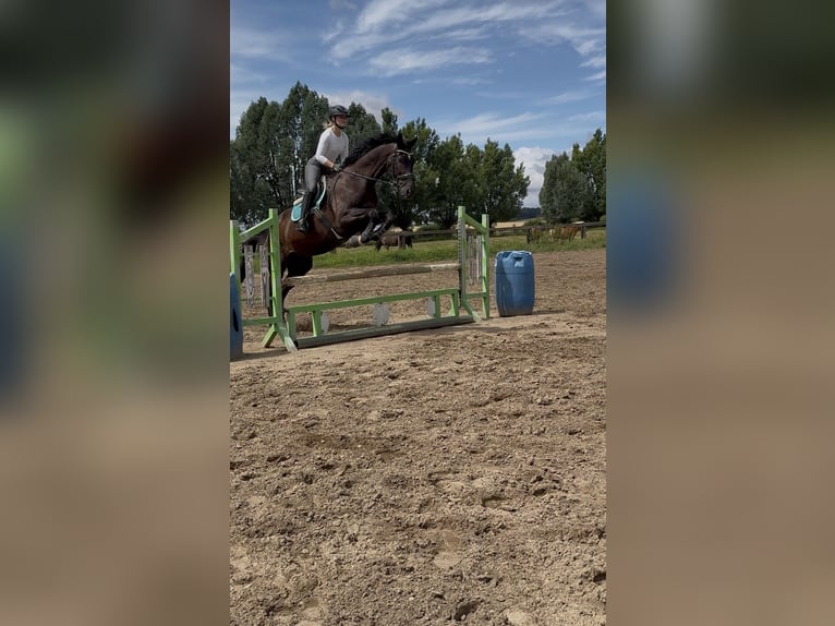 KWPN Wallach 10 Jahre 181 cm Rappe in Ausleben
