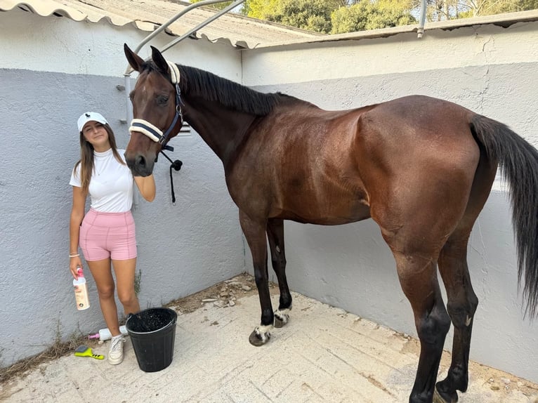 KWPN Wallach 10 Jahre 183 cm Brauner in Eivissa