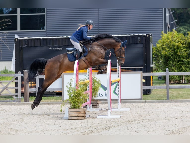 KWPN Wallach 10 Jahre 183 cm Brauner in Wouwse Plantage