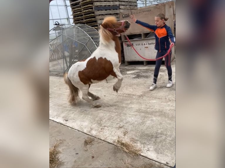 KWPN Wallach 11 Jahre 150 cm in Hoogkarspel