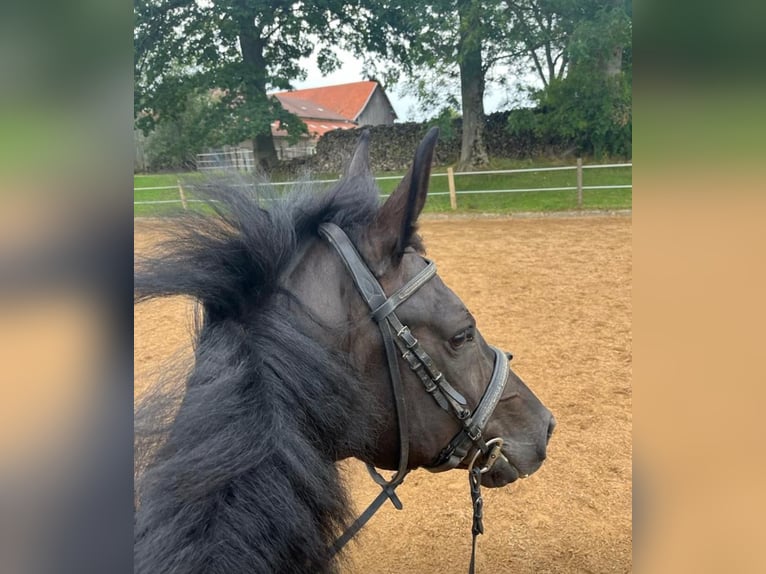 KWPN Wallach 11 Jahre 157 cm Rappe in Wessobrunn