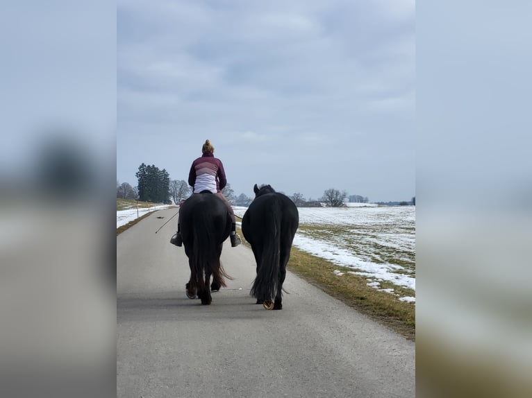 KWPN Wallach 11 Jahre 157 cm Rappe in Wessobrunn