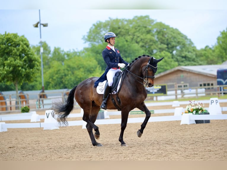 KWPN Wallach 11 Jahre 163 cm Rotbrauner in Bristol