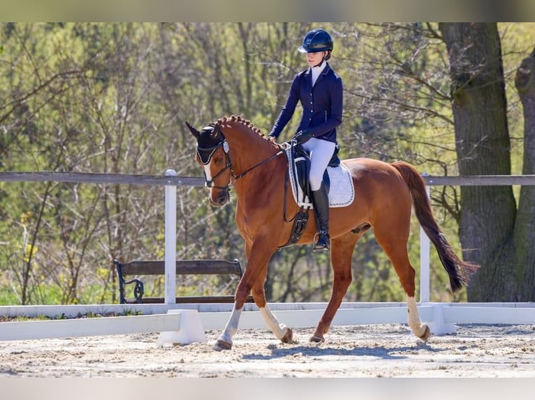 KWPN Wallach 11 Jahre 164 cm Dunkelfuchs in Pilsen