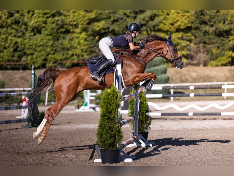 KWPN Wallach 11 Jahre 164 cm Dunkelfuchs in Pilsen