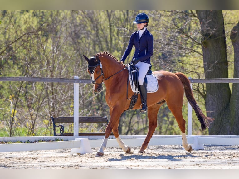 KWPN Wallach 11 Jahre 164 cm Fuchs in Pilsen