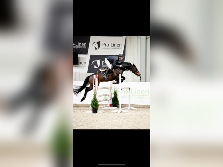 KWPN Wallach 11 Jahre 165 cm Rappe in Zakrzów