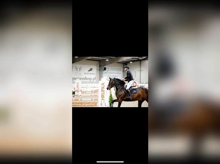 KWPN Wallach 11 Jahre 165 cm Rappe in Zakrzów