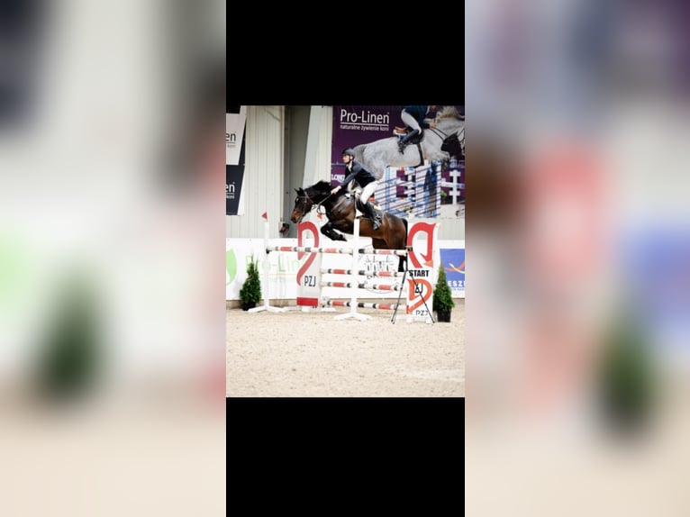 KWPN Wallach 11 Jahre 165 cm Rappe in Zakrzów