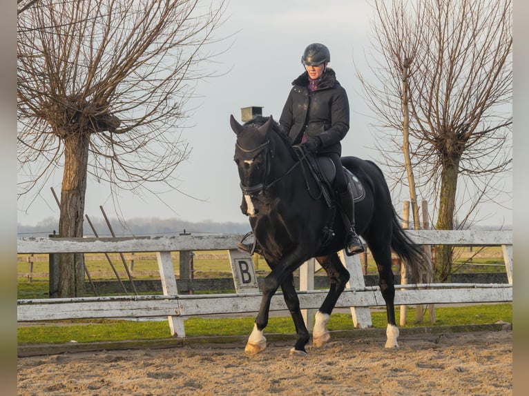 KWPN Wallach 11 Jahre 165 cm Schwarzbrauner in Akersloot