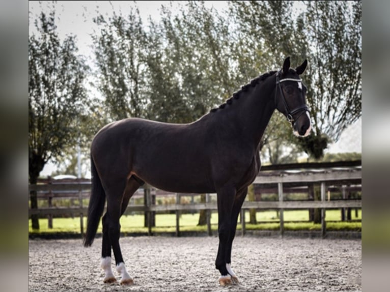 KWPN Wallach 11 Jahre 165 cm Schwarzbrauner in Akersloot