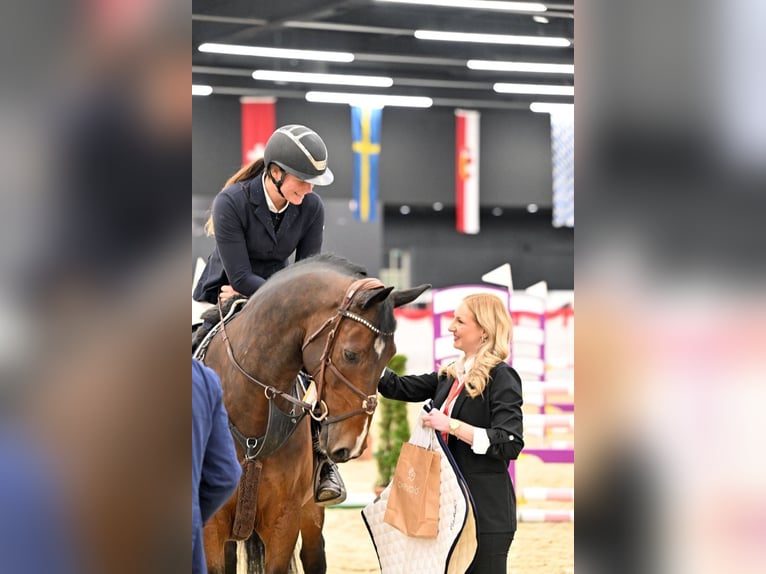 KWPN Wallach 11 Jahre 166 cm Brauner in Schlins