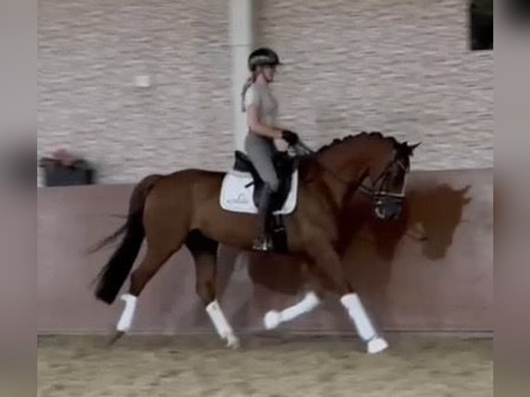 KWPN Wallach 11 Jahre 166 cm Fuchs in Pilsen
