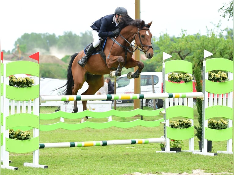 KWPN Wallach 11 Jahre 167 cm Brauner in Graben-Neudorf