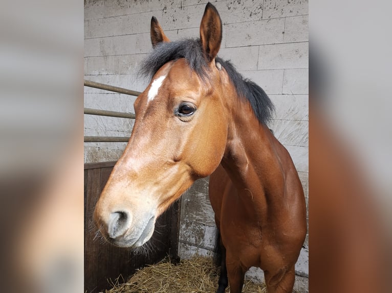 KWPN Wallach 11 Jahre 167 cm Brauner in Graben-Neudorf