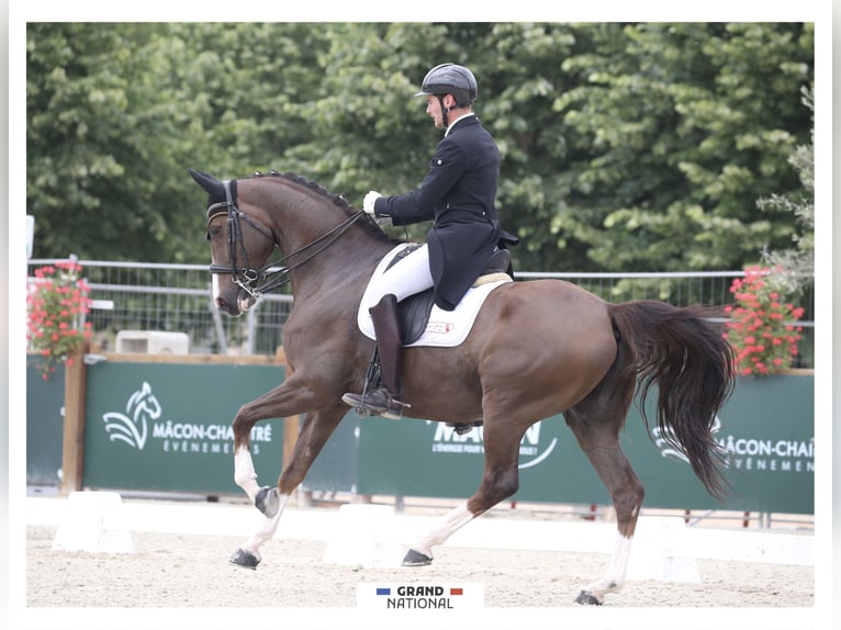 KWPN Wallach 11 Jahre 167 cm Dunkelfuchs in Lansargues
