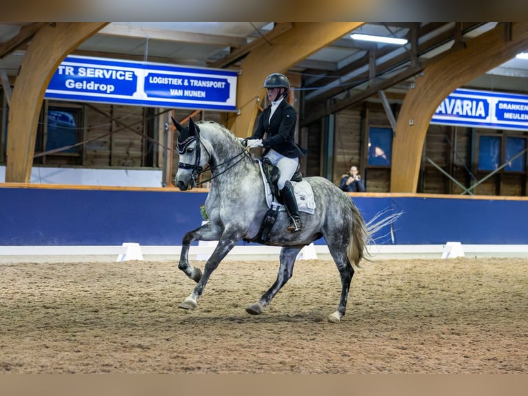 KWPN Mix Wallach 11 Jahre 167 cm Schimmel in Dordrecht