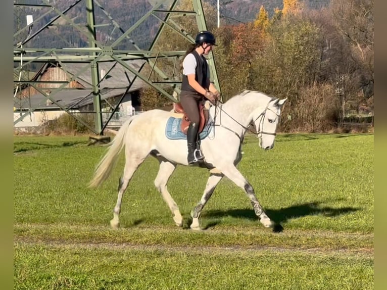 KWPN Wallach 11 Jahre 167 cm Schimmel in Schlins