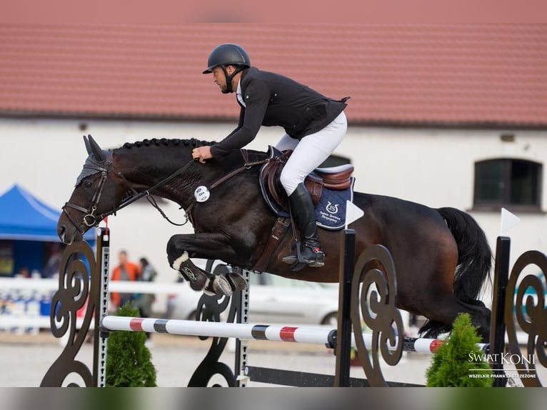 KWPN Wallach 11 Jahre 167 cm Schwarzbrauner in Dębica