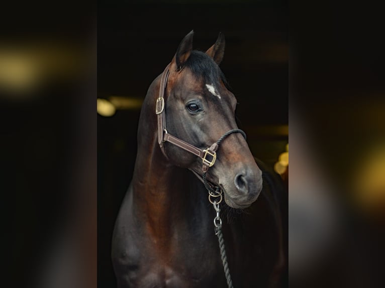 KWPN Wallach 11 Jahre 167 cm Schwarzbrauner in Dębica