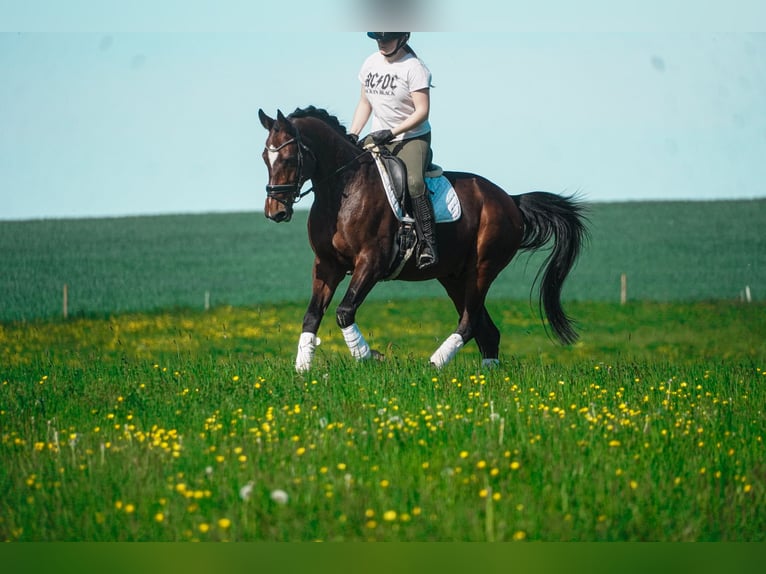 KWPN Wallach 11 Jahre 168 cm Brauner in Nettersheim