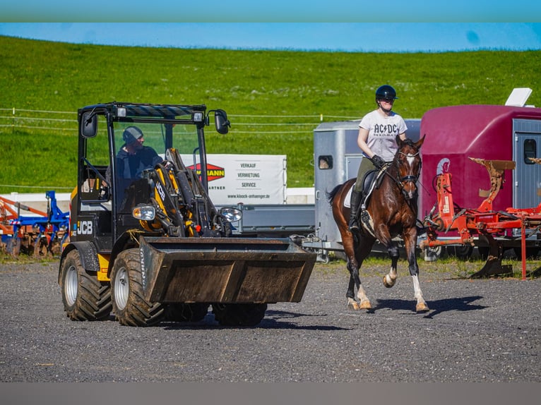 KWPN Wallach 11 Jahre 168 cm Brauner in Nettersheim