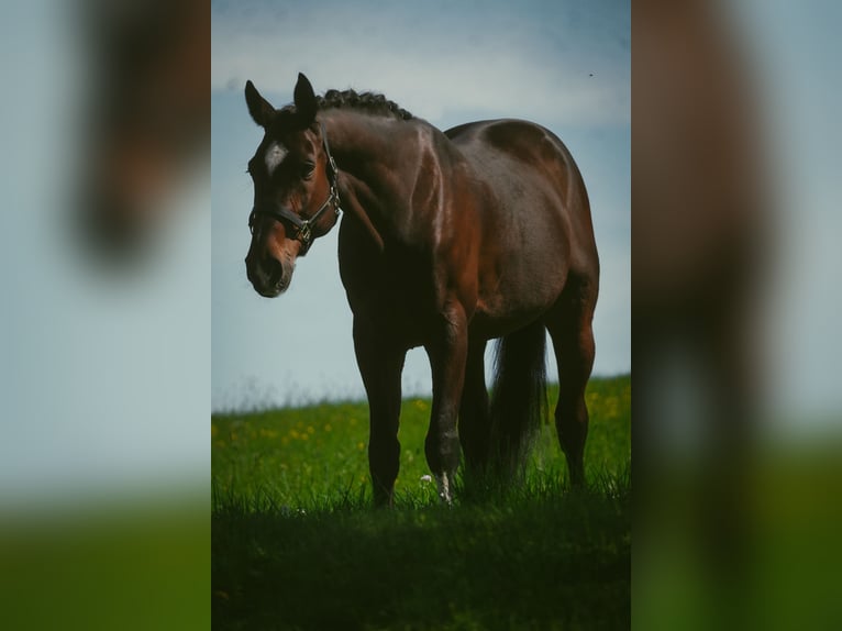 KWPN Wallach 11 Jahre 168 cm Brauner in Nettersheim