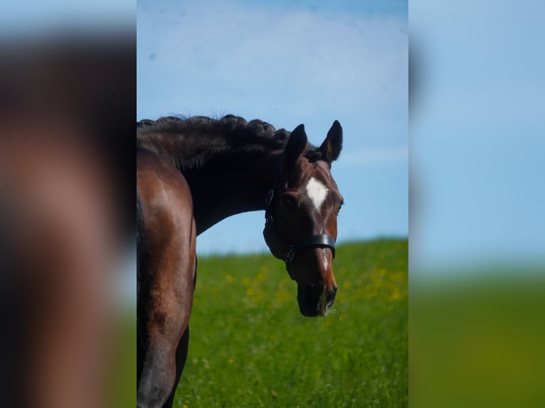 KWPN Wallach 11 Jahre 168 cm Brauner in Nettersheim