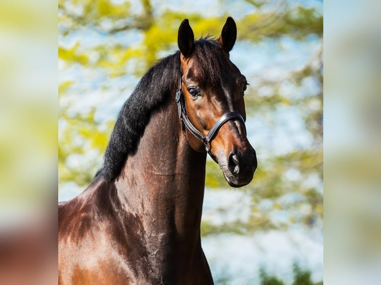 KWPN Wallach 11 Jahre 168 cm Brauner in Xanten