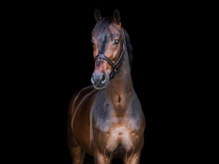 KWPN Wallach 11 Jahre 168 cm Brauner in Xanten