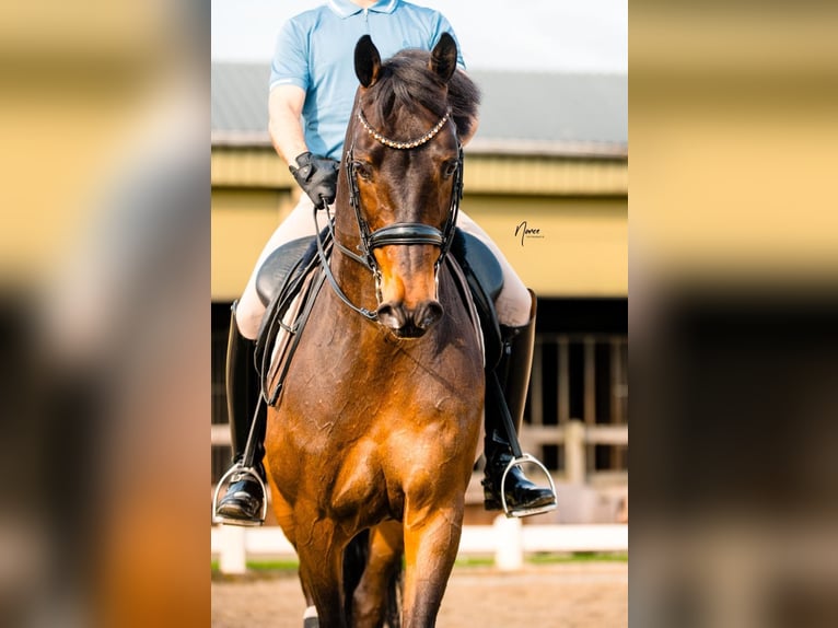 KWPN Wallach 11 Jahre 168 cm Brauner in Xanten