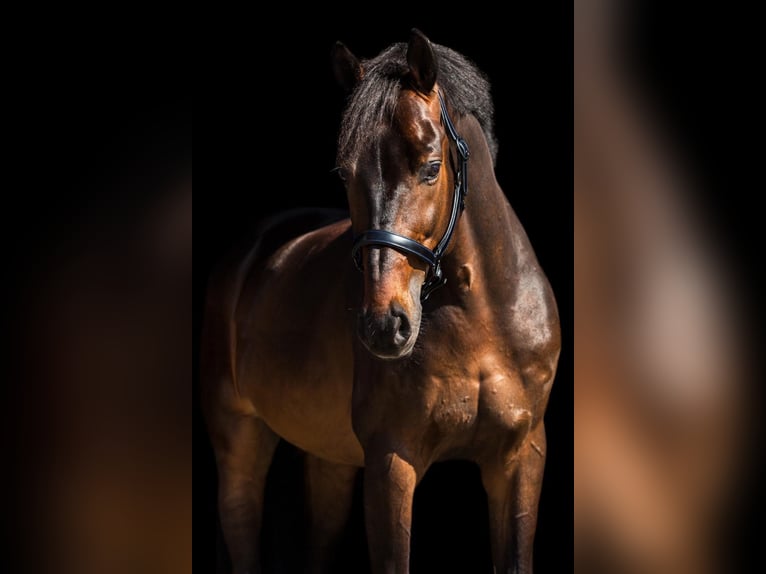 KWPN Wallach 11 Jahre 168 cm Brauner in Xanten