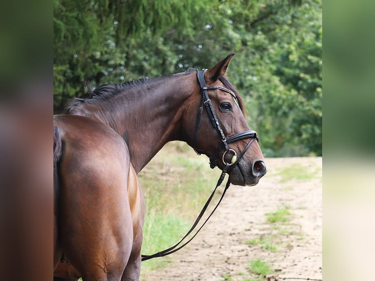 KWPN Wallach 11 Jahre 168 cm Dunkelbrauner in uelsen