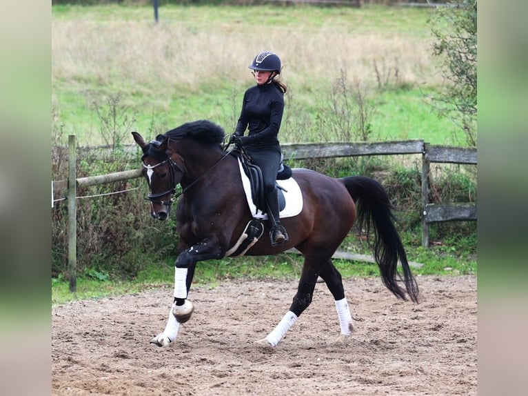 KWPN Wallach 11 Jahre 168 cm Dunkelbrauner in uelsen