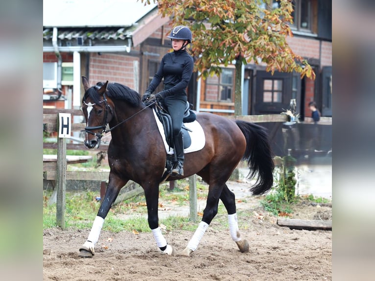 KWPN Wallach 11 Jahre 168 cm Dunkelbrauner in uelsen