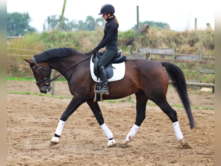 KWPN Wallach 11 Jahre 168 cm Dunkelbrauner in uelsen