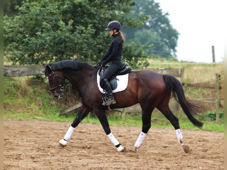 KWPN Wallach 11 Jahre 168 cm Dunkelbrauner in uelsen