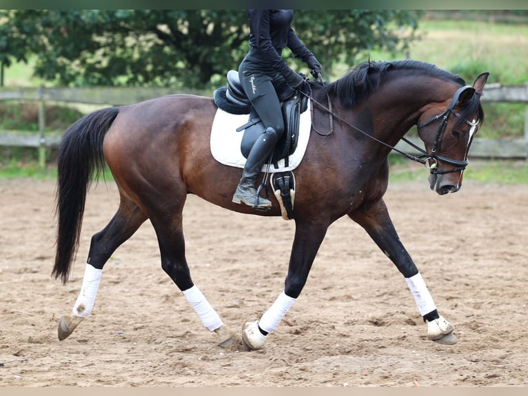 KWPN Wallach 11 Jahre 168 cm Dunkelbrauner in uelsen