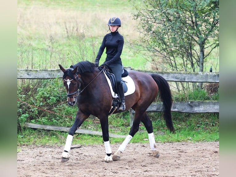 KWPN Wallach 11 Jahre 168 cm Dunkelbrauner in uelsen
