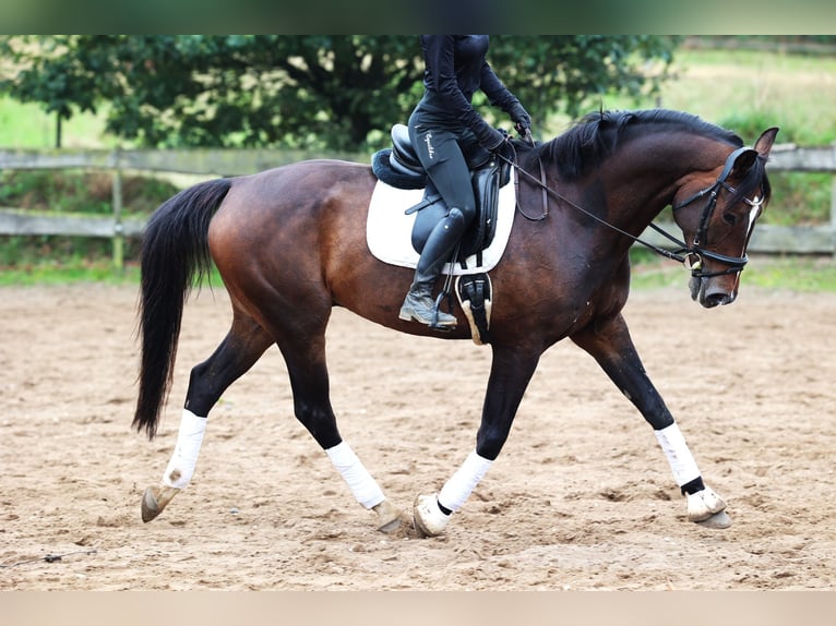 KWPN Wallach 11 Jahre 168 cm Dunkelbrauner in uelsen