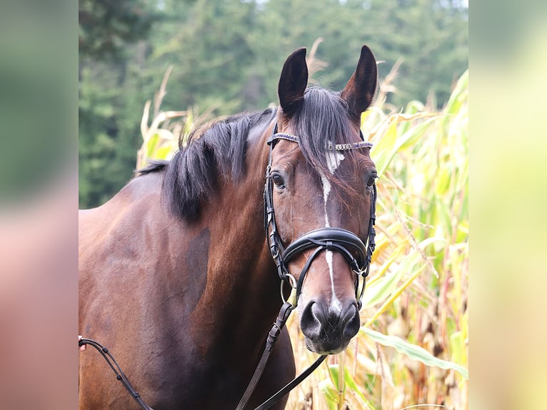 KWPN Wallach 11 Jahre 168 cm Dunkelbrauner in uelsen