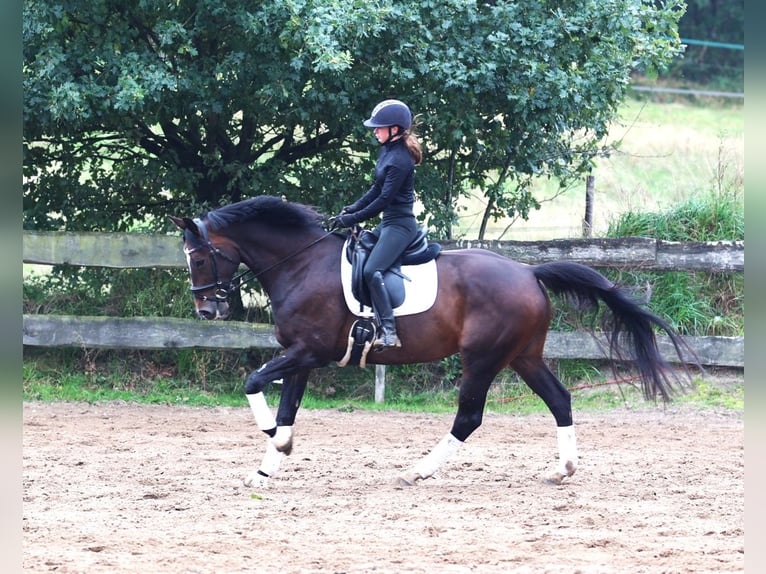 KWPN Wallach 11 Jahre 168 cm Dunkelbrauner in uelsen