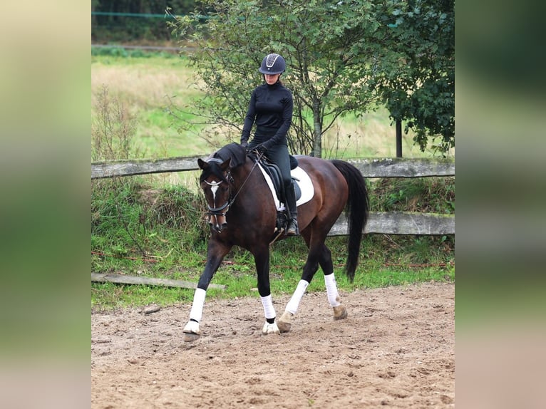 KWPN Wallach 11 Jahre 168 cm Dunkelbrauner in uelsen
