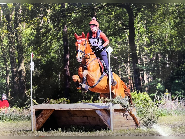 KWPN Wallach 11 Jahre 168 cm Fuchs in Bornem