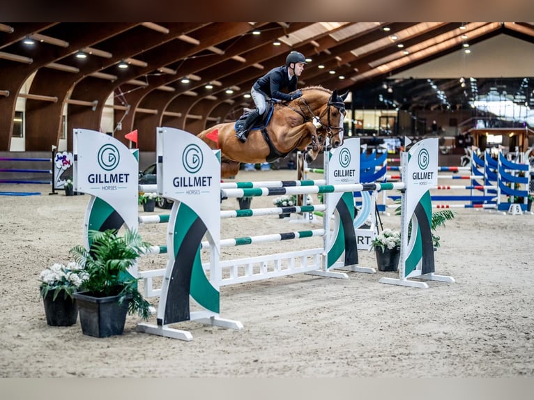 KWPN Wallach 11 Jahre 168 cm Fuchs in Wisznia Ma&#x142;a