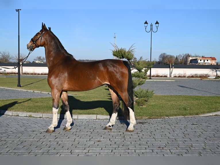 KWPN Wallach 11 Jahre 168 cm Rotbrauner in Je&#x17C;&#xF3;w